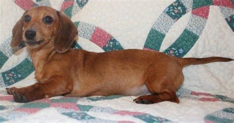 mini dachshund puppies in michigan|akc dachshund breeders in michigan.